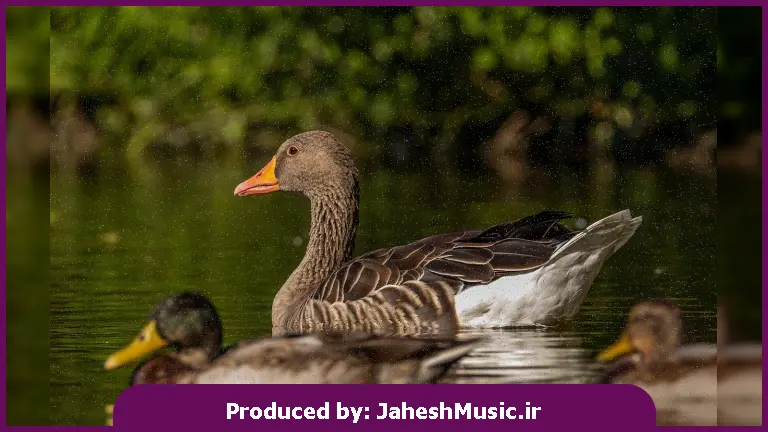 دانلود آهنگ چتری چتری گل استی دختر کابل هستی